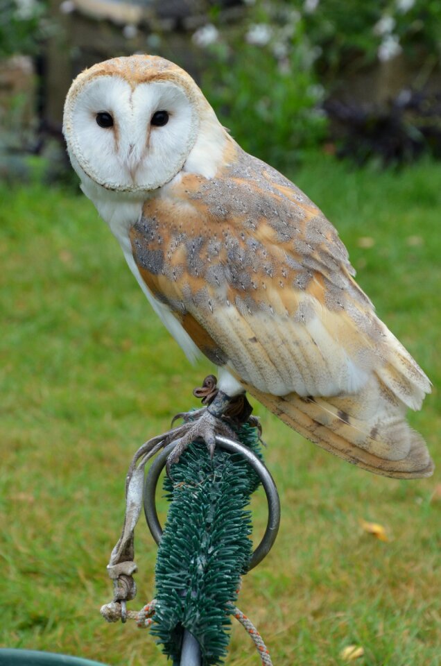 Falconry bird of prey green birds
