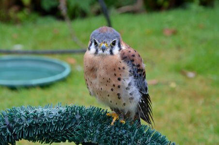 European bird bird of prey