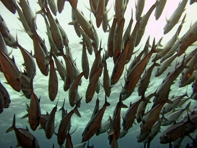 Undersea ocean shoal photo
