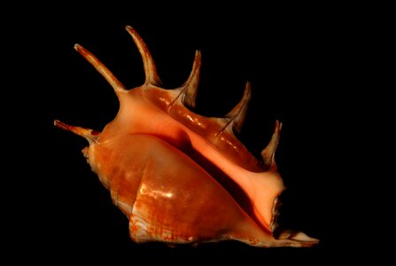 Seashell conch marine photo