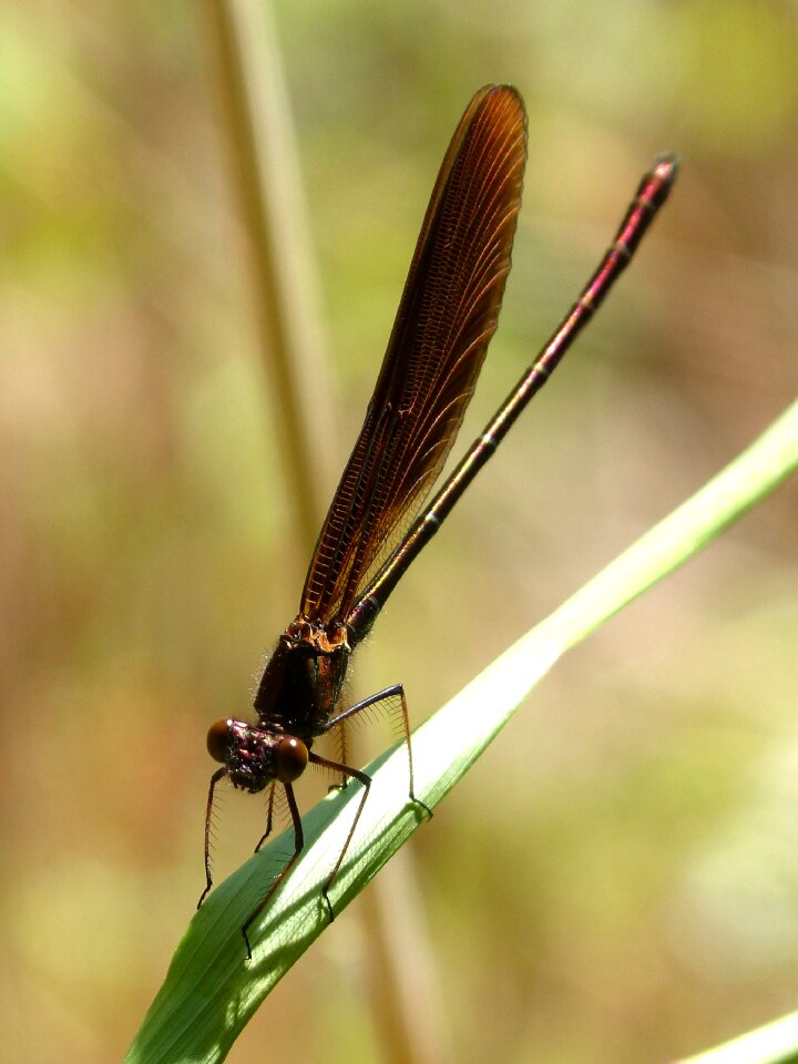 Winged insect leaf wetland