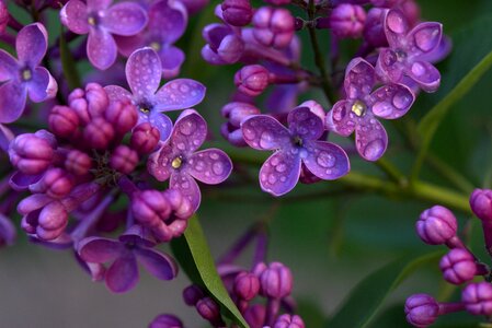 Plant wet blossom