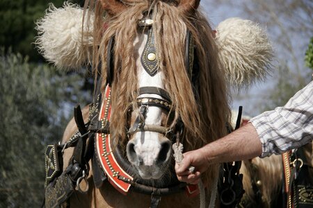 Horse face horsehair horse ride