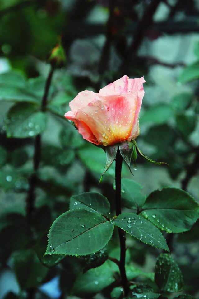 Flower floral green