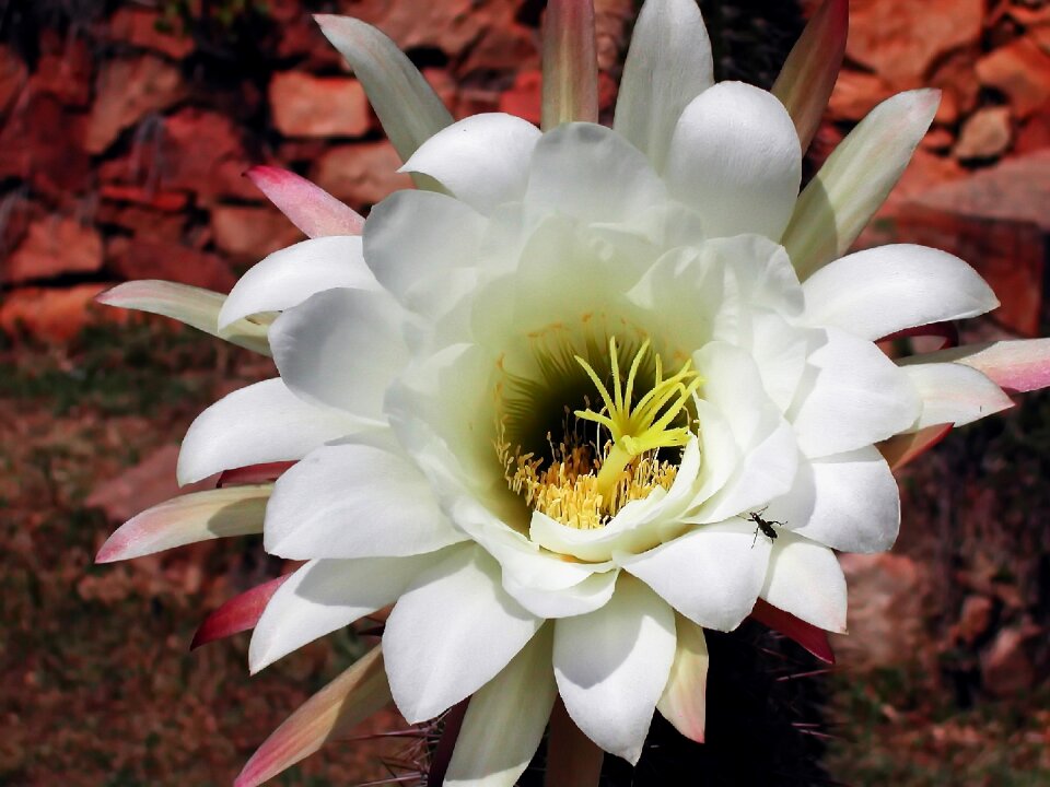White plant succulent