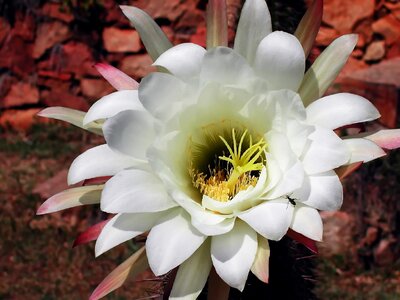 White plant succulent