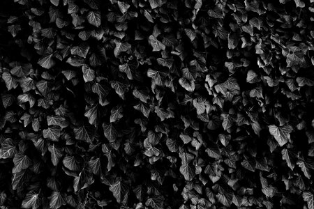 Leaves nature creeper