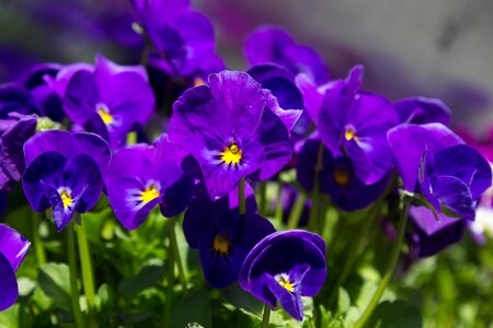 Spring flower spring flower