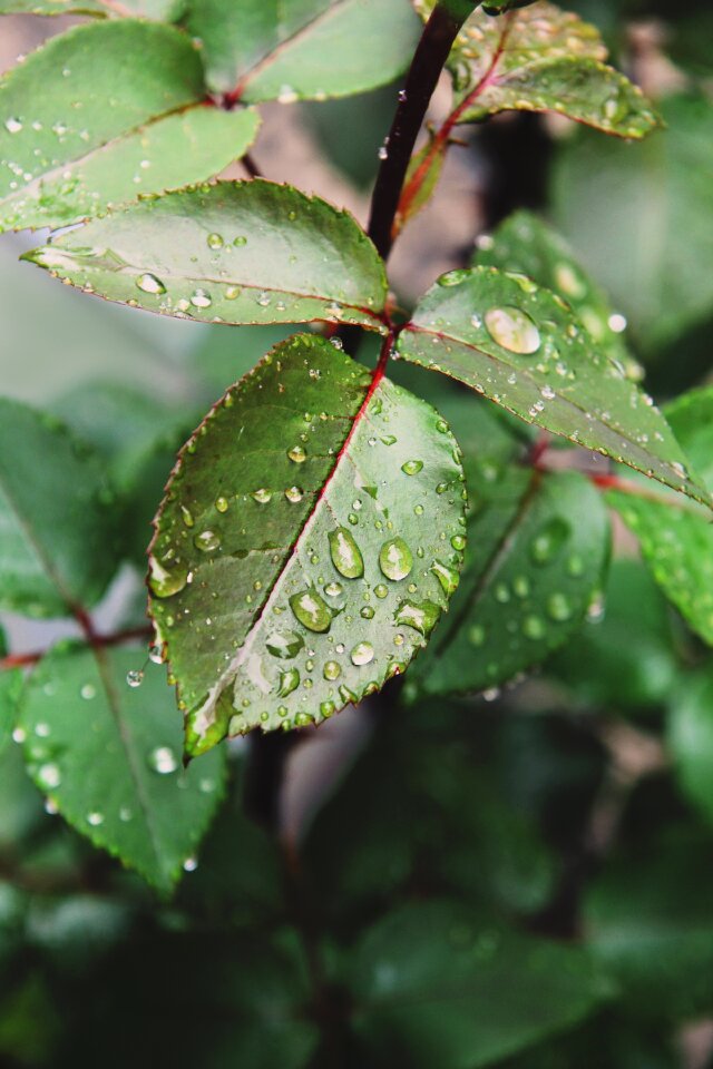 Green leaves foliage