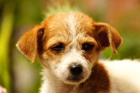 Portrait animal finlandia