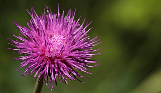 Nature blossom bloom