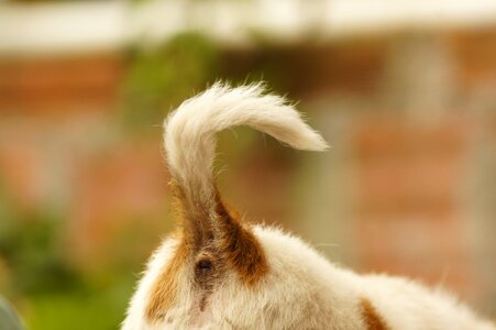 Portrait animal finlandia