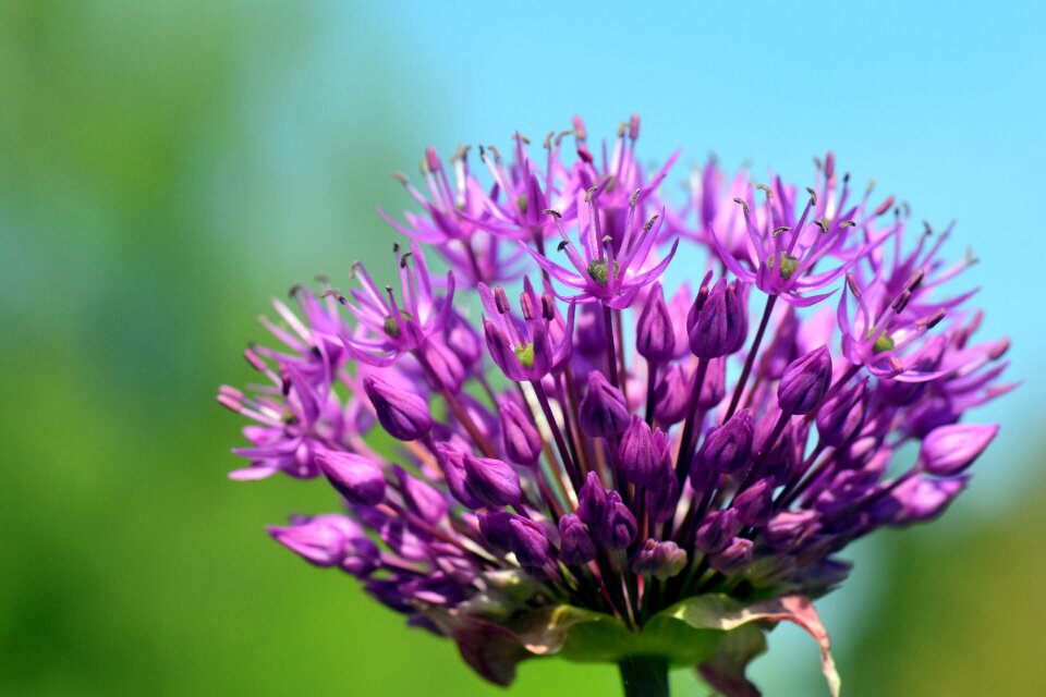 Blossom bloom flower