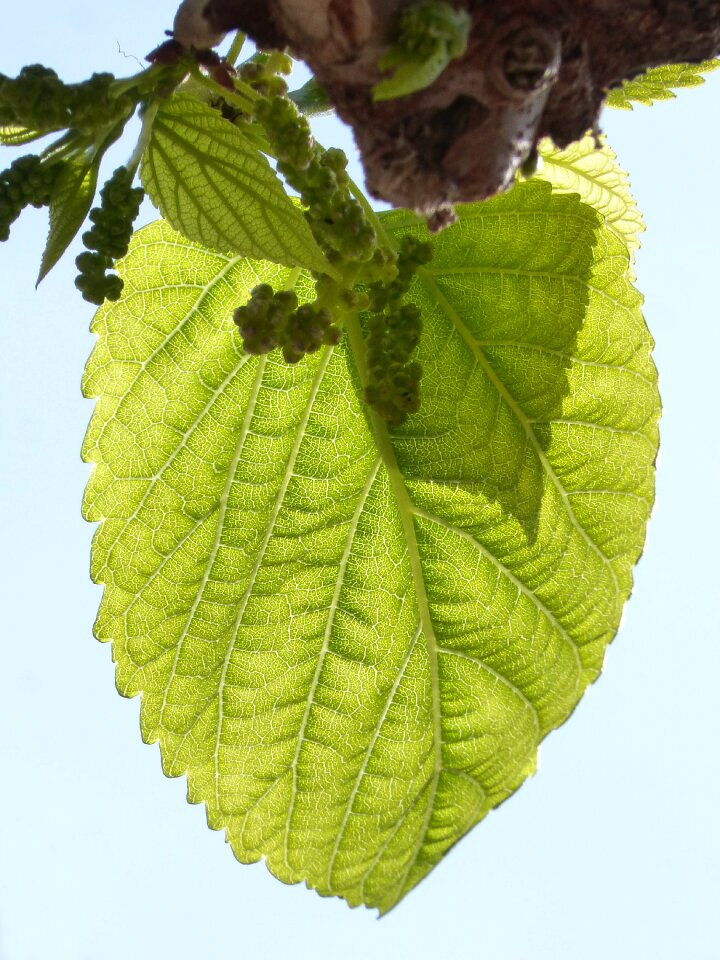 Moral sprout tender leaves