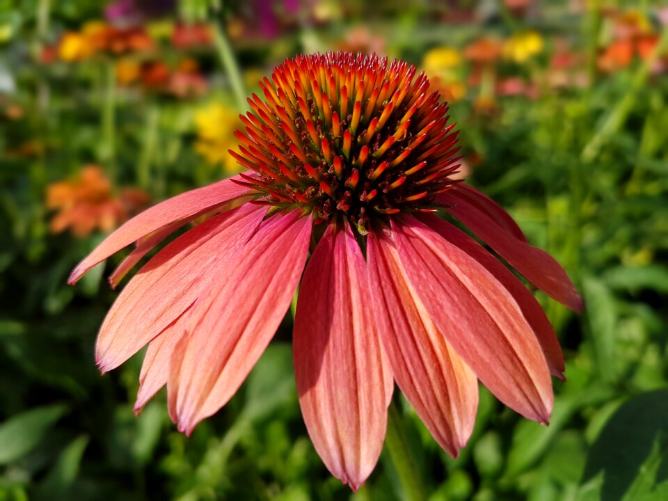 Echinacea flowers summer