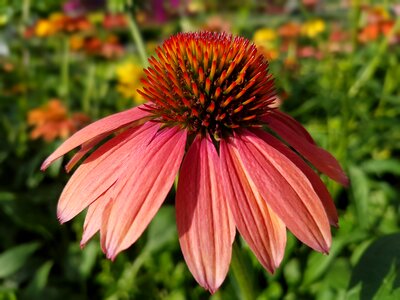 Echinacea flowers summer