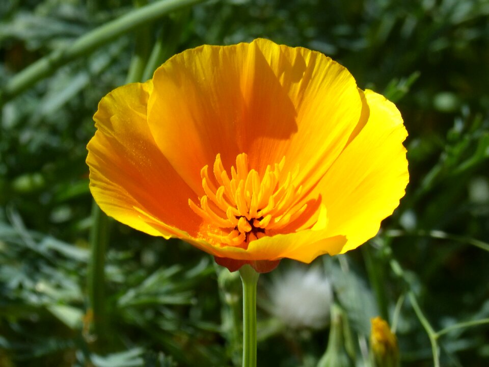 Orange flower yellow poppy eschscholzia californica