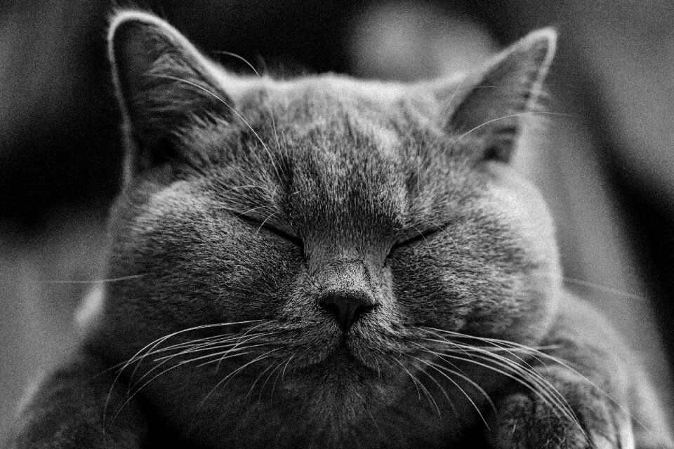 Pet portrait animal