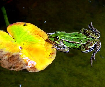 Pond garden amphibian