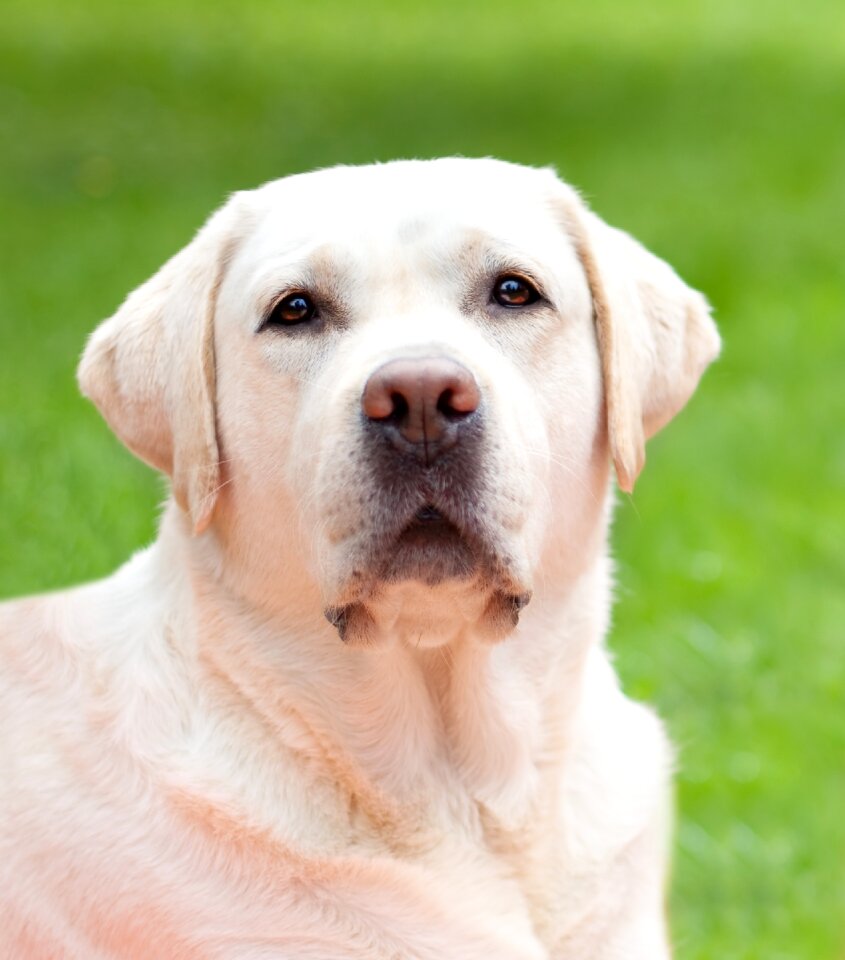 Outdoor dog head purebred dog