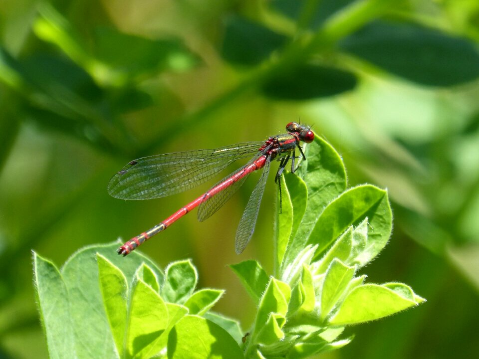 Red dragonfly flying insect pyrrhosoma nymphula