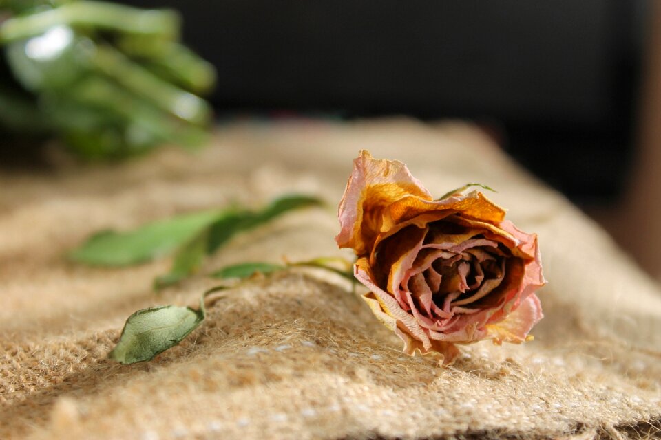 Bouquet dry petal