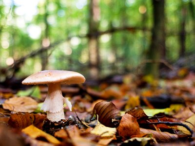 Autumn germany lower saxony