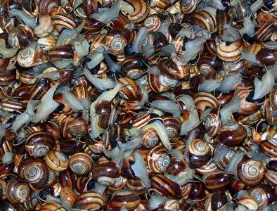 Food gastropods market