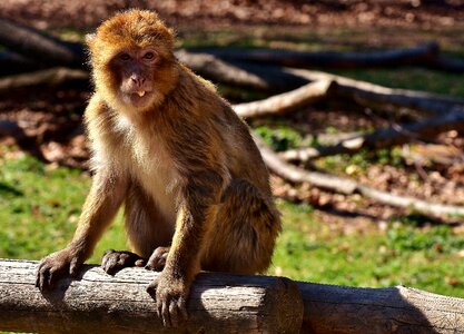 Endangered species monkey mountain salem animal