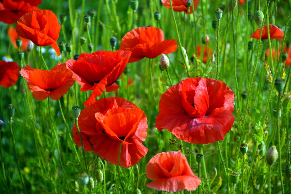 Blossom bloom field of poppies