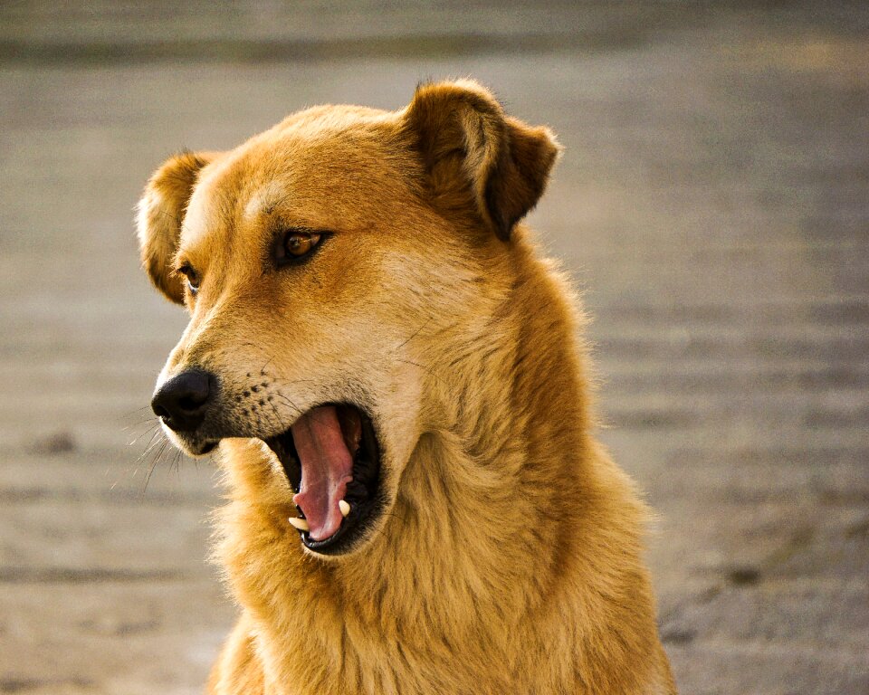 Animal pet brown dog