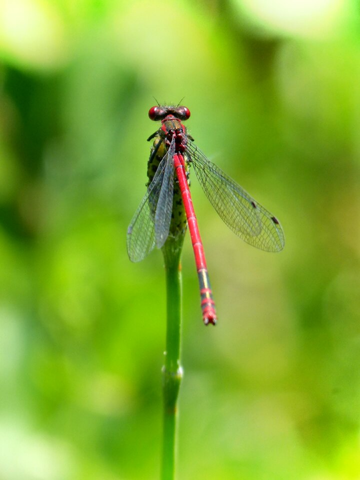 Flying insect pyrrhosoma nymphula wetland