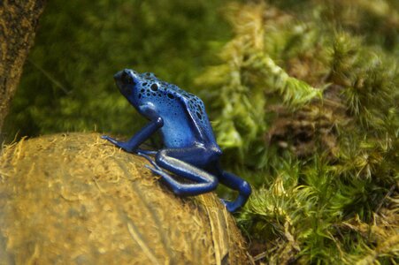 Exotic amphibian terrarium photo