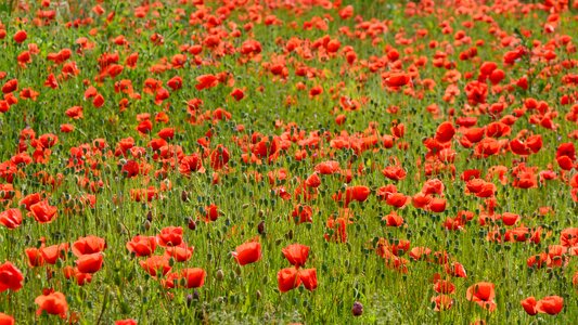 Blossom bloom field of poppies photo