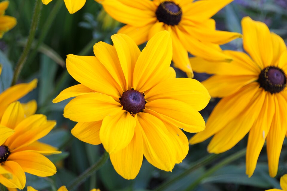 Yellow summer gardening