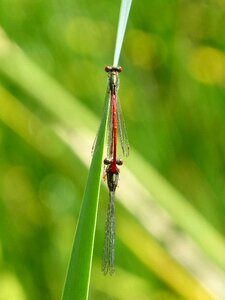 Flying insect pyrrhosoma nymphula mating