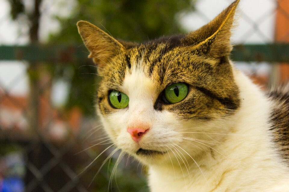 Green animal white