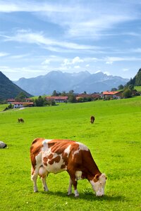 Meadow pasture summer