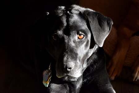 Labrador retriever black labrador retriever labrador retriever head photo