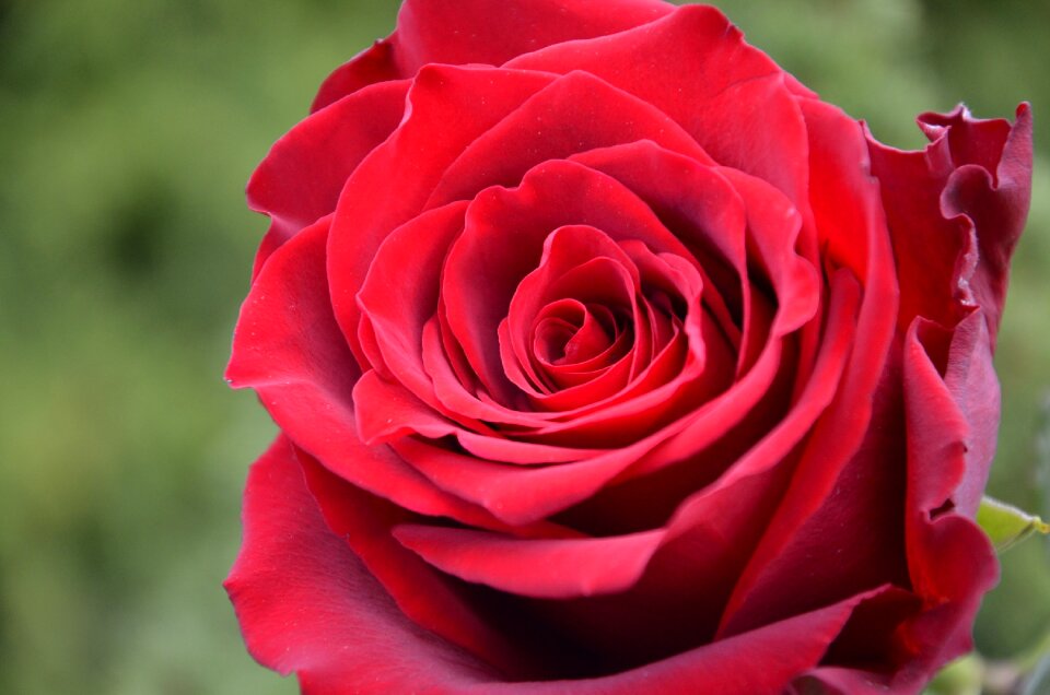 Rose ruzicka red rose