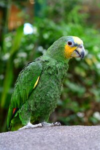 African green parrot