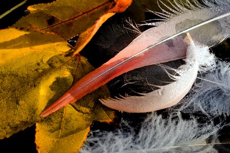 Leaves flamingo feather autumn
