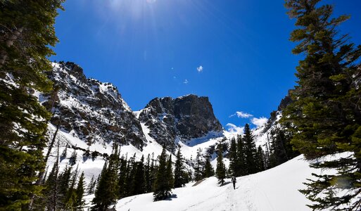 Daylight evergreen frozen photo