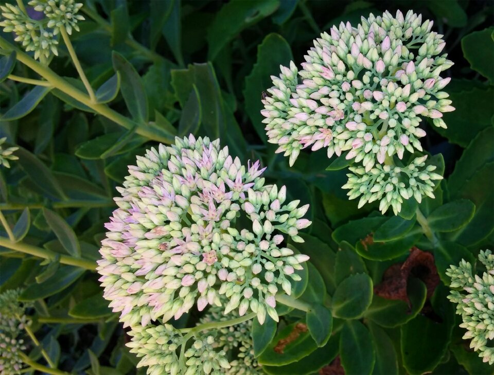Stonecrop herbstfreude autumn joy