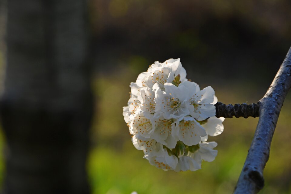Spring nature spring flowers
