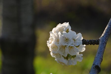 Spring nature spring flowers