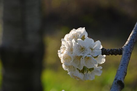 Spring nature spring flowers photo