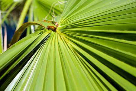 Palm fronds green large leaves photo