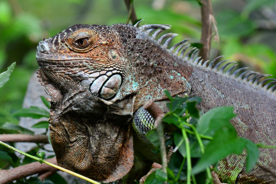 Iguana posing portrait