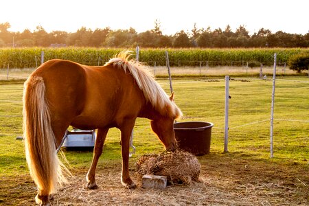Pasture evening light abendstimmung